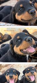 Cuccioli Rottweiler