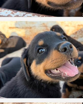 Cuccioli Rottweiler