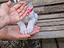 Immagine 3
