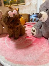 Barboncino (barbone) Toy Fulvo