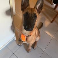 Pastore belga malinois