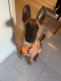 Pastore belga malinois