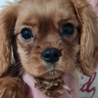 Allevamento ENCI Cavalier King Charles Spaniel