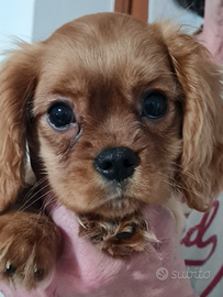 Allevamento ENCI Cavalier King Charles Spaniel