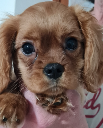 Allevamento ENCI Cavalier King Charles Spaniel