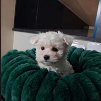 Maltese coreano bianco