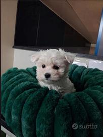 Maltese coreano bianco