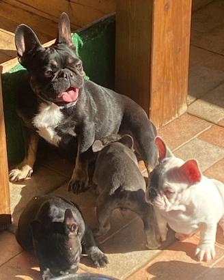 Bulldog francese