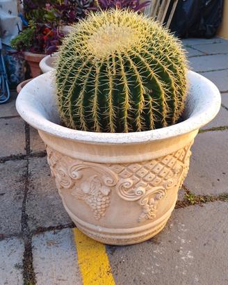 Pianta grassa gigante