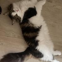 Gattina di Gatto siberiano in rehoming