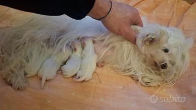 Maltese Toy con pedigree Enci