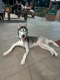 Siberin husky
