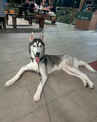Siberin husky