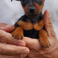 Disponibili pinscher di toy