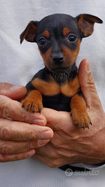 Disponibili pinscher di toy