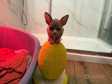 Sphynx