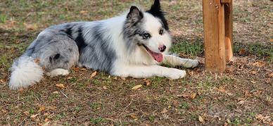 Border collie per accoppiamento