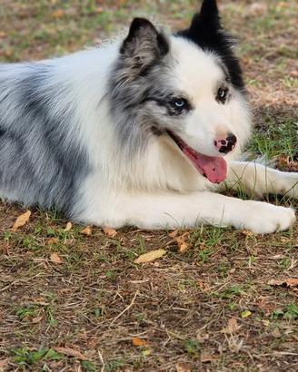 Border collie per accoppiamento