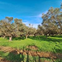 Uliveto con 75 ulivi secolari - 4.000 mq