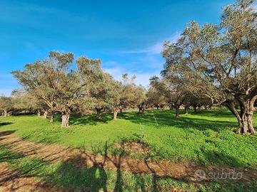 Uliveto con 75 ulivi secolari - 4.000 mq