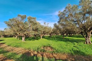 Uliveto con 75 ulivi secolari - 4.000 mq