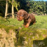 Bassotto Nano Cioccolato femmina