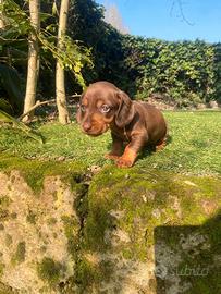 Bassotto Nano Cioccolato femmina