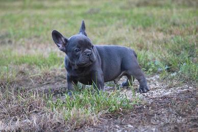 Cuccioli di bulldog francesi blu