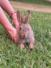 Cuccioli di mini lepre