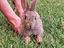Immagine 1