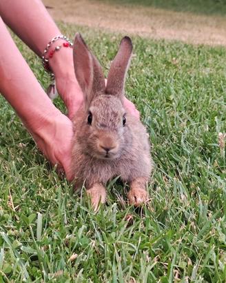 Cuccioli di mini lepre