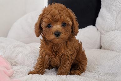 Cane barboncino Toy