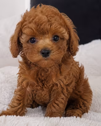 Cane barboncino Toy