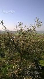 Potatore professionale olivi e piante da frutto