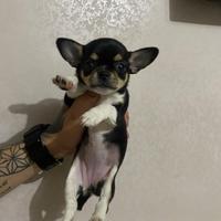 Chihuahua femmina toy