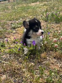 Welsh Corgi Pembroke con pedigree