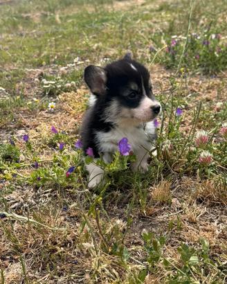 Welsh Corgi Pembroke con pedigree