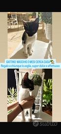 Gattino piccolo