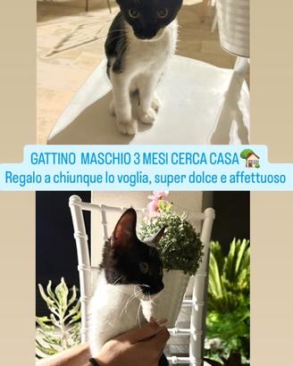 Gattino piccolo