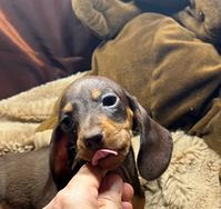 Cuccioli bassotto tedesco nano/kaninchen