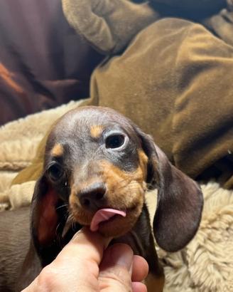 Cuccioli bassotto tedesco nano/kaninchen