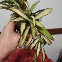 Hoya Wayetii variegata 