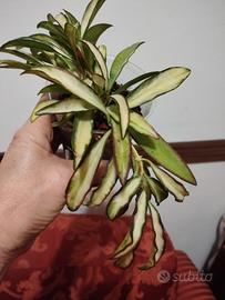 Hoya Wayetii variegata 