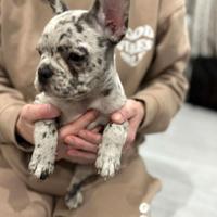 Cuccioli bulldog francesi maschi merle