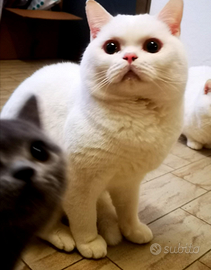 British Shorthair gatti da riproduzione