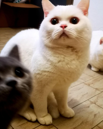 British Shorthair gatti da riproduzione