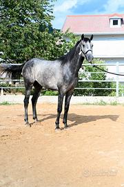 Cavallo