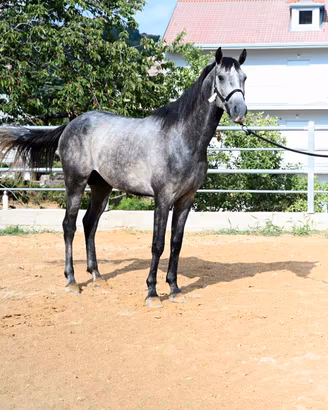 Cavallo