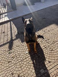 Cucciola di malinois