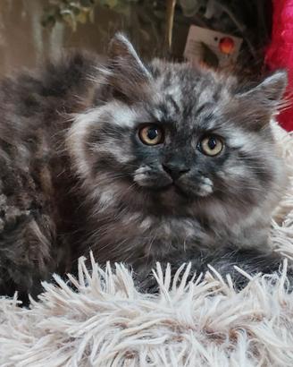 Gattini siberiani ipoallergenici